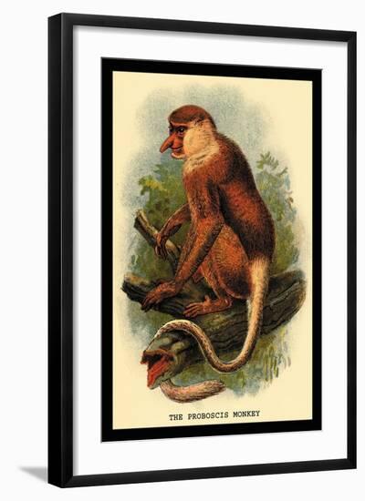 The Proboscis Monkey-G.r. Waterhouse-Framed Art Print