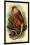 The Proboscis Monkey-G.r. Waterhouse-Mounted Art Print