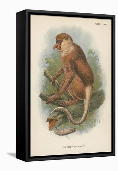 The Proboscis Monkey-null-Framed Stretched Canvas
