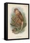 The Proboscis Monkey-null-Framed Stretched Canvas