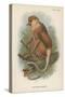 The Proboscis Monkey-null-Stretched Canvas