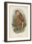 The Proboscis Monkey-null-Framed Giclee Print