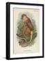 The Proboscis Monkey-null-Framed Giclee Print