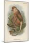 The Proboscis Monkey-null-Mounted Giclee Print