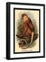 The Proboscis Monkey-G.r. Waterhouse-Framed Art Print