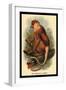 The Proboscis Monkey-G.r. Waterhouse-Framed Art Print
