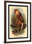 The Proboscis Monkey-G.r. Waterhouse-Framed Art Print