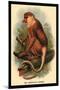 The Proboscis Monkey-G.r. Waterhouse-Mounted Art Print