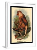 The Proboscis Monkey-G.r. Waterhouse-Framed Art Print