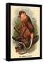 The Proboscis Monkey-G.r. Waterhouse-Framed Stretched Canvas