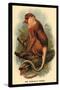 The Proboscis Monkey-G.r. Waterhouse-Stretched Canvas