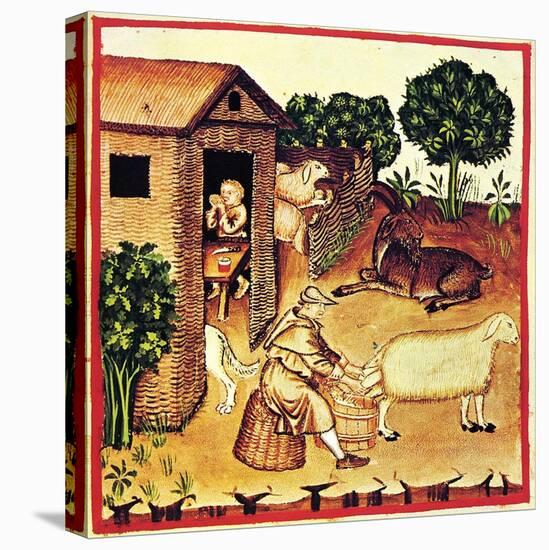 The Production of Cheese. a Miniature from Tacuinum Sanitatis, Second Half of 14th C-null-Stretched Canvas