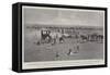 The Prohibition of the Importation of Foreign Cattle into England-null-Framed Stretched Canvas