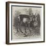 The Prong-Horned Antelope, in the Gardens of the Zoological Society of London, Regent's Park-Thomas W. Wood-Framed Giclee Print