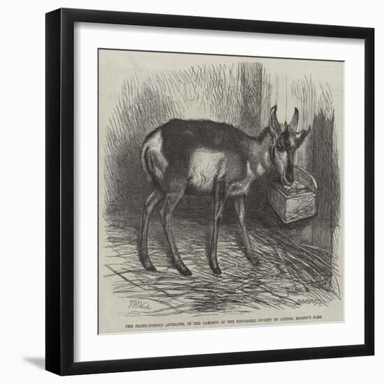 The Prong-Horned Antelope, in the Gardens of the Zoological Society of London, Regent's Park-Thomas W. Wood-Framed Giclee Print