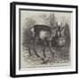 The Prong-Horned Antelope, in the Gardens of the Zoological Society of London, Regent's Park-Thomas W. Wood-Framed Giclee Print