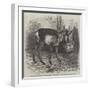 The Prong-Horned Antelope, in the Gardens of the Zoological Society of London, Regent's Park-Thomas W. Wood-Framed Giclee Print