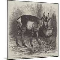 The Prong-Horned Antelope, in the Gardens of the Zoological Society of London, Regent's Park-Thomas W. Wood-Mounted Giclee Print