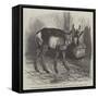 The Prong-Horned Antelope, in the Gardens of the Zoological Society of London, Regent's Park-Thomas W. Wood-Framed Stretched Canvas