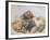 The Prophet Isaiah-Giambattista Tiepolo-Framed Giclee Print