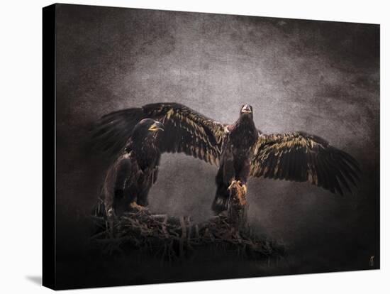 The Protector Juvenile Bald Eagles-Jai Johnson-Stretched Canvas