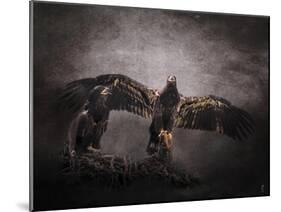 The Protector Juvenile Bald Eagles-Jai Johnson-Mounted Giclee Print