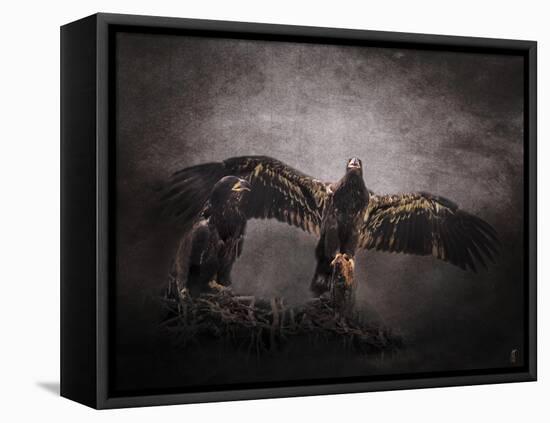 The Protector Juvenile Bald Eagles-Jai Johnson-Framed Stretched Canvas