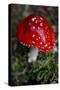 The Psychoactive Mushroom Amanita Mucaria-null-Stretched Canvas