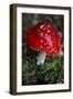 The Psychoactive Mushroom Amanita Mucaria-null-Framed Photo