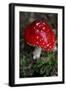 The Psychoactive Mushroom Amanita Mucaria-null-Framed Photo