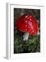 The Psychoactive Mushroom Amanita Mucaria-null-Framed Photo