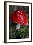 The Psychoactive Mushroom Amanita Mucaria-null-Framed Photo