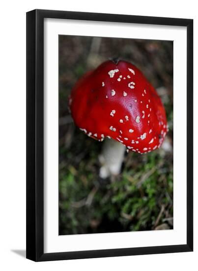 Photo, , large