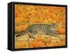 The Pumpkin-Cat, 1995-Ditz-Framed Stretched Canvas