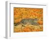 The Pumpkin-Cat, 1995-Ditz-Framed Giclee Print