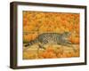 The Pumpkin-Cat, 1995-Ditz-Framed Giclee Print