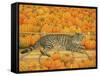 The Pumpkin-Cat, 1995-Ditz-Framed Stretched Canvas