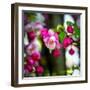 The Purest Thing-Philippe Sainte-Laudy-Framed Photographic Print