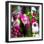 The Purest Thing-Philippe Sainte-Laudy-Framed Photographic Print