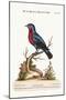The Purple-Breasted Blue Manakin, 1749-73-George Edwards-Mounted Giclee Print