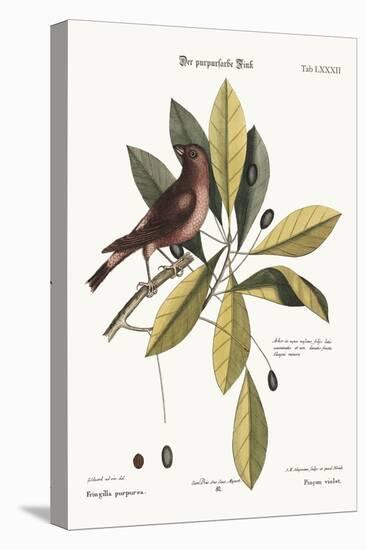 The Purple Finch, 1749-73-George Edwards-Stretched Canvas