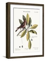 The Purple Finch, 1749-73-George Edwards-Framed Giclee Print