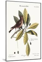 The Purple Finch, 1749-73-George Edwards-Mounted Giclee Print