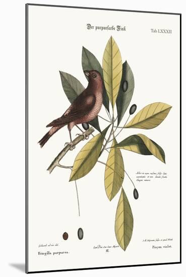 The Purple Finch, 1749-73-George Edwards-Mounted Giclee Print