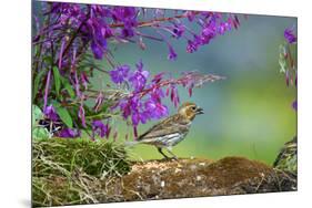 The purple finch is a bird in the finch family-Richard Wright-Mounted Photographic Print