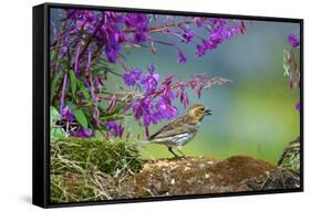 The purple finch is a bird in the finch family-Richard Wright-Framed Stretched Canvas