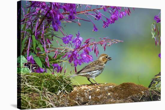 The purple finch is a bird in the finch family-Richard Wright-Stretched Canvas