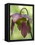 The purple flowers of the Pitcher plant, Sarracenia, a carnivorous plant.-Julie Eggers-Framed Stretched Canvas