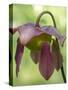 The purple flowers of the Pitcher plant, Sarracenia, a carnivorous plant.-Julie Eggers-Stretched Canvas