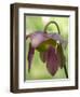 The purple flowers of the Pitcher plant, Sarracenia, a carnivorous plant.-Julie Eggers-Framed Photographic Print